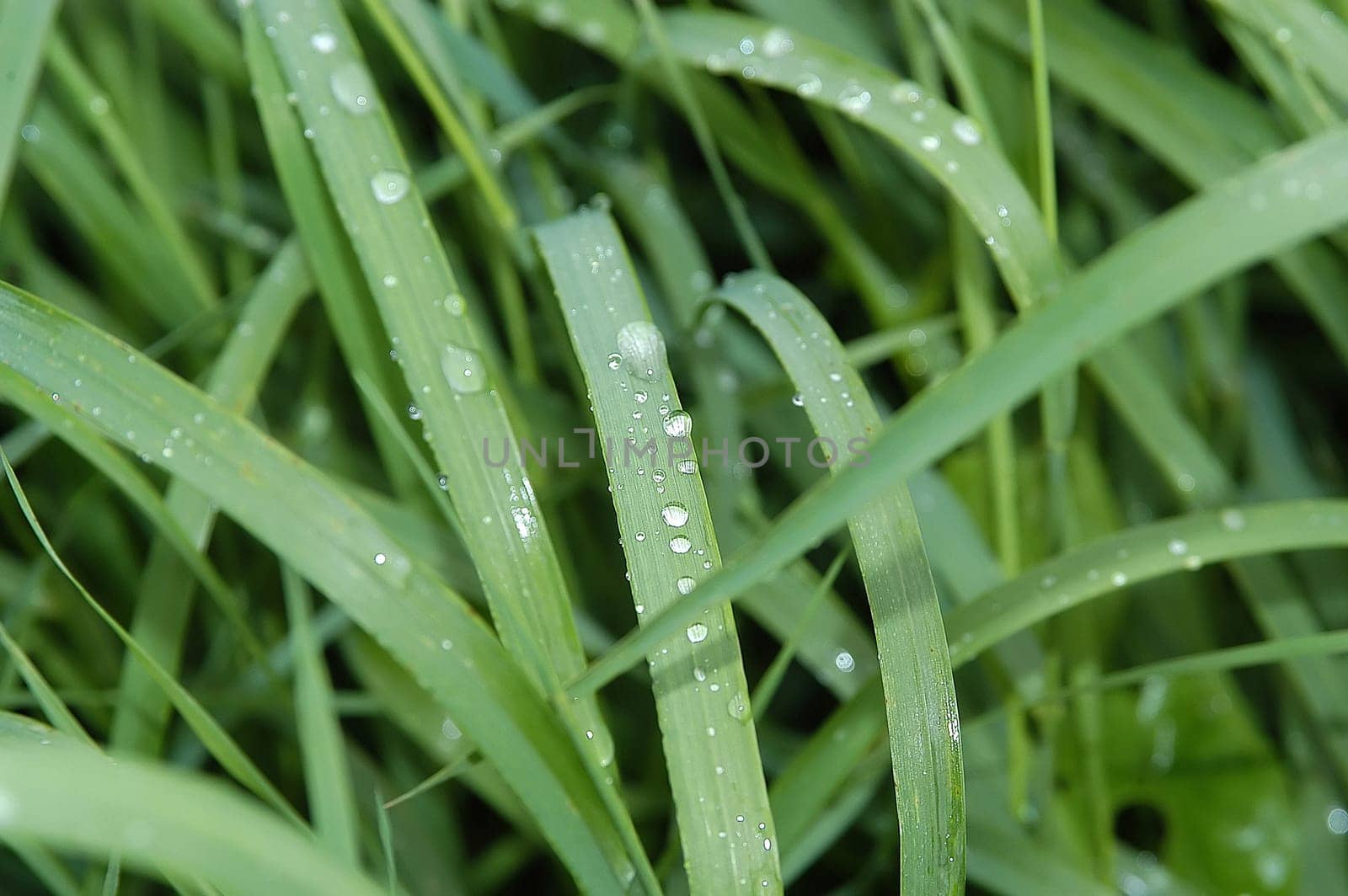 Wet grass 1