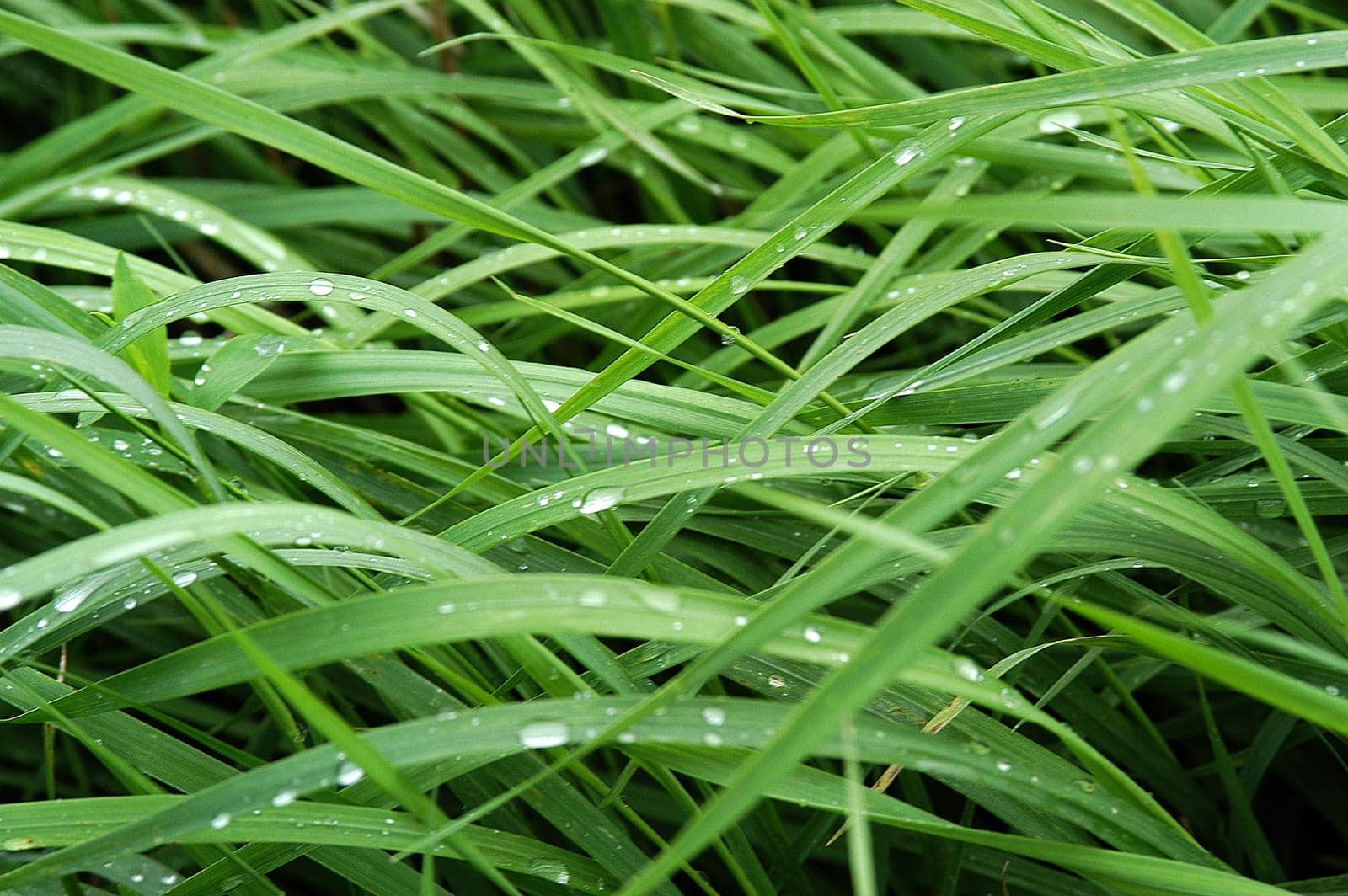 Wet Grass 2