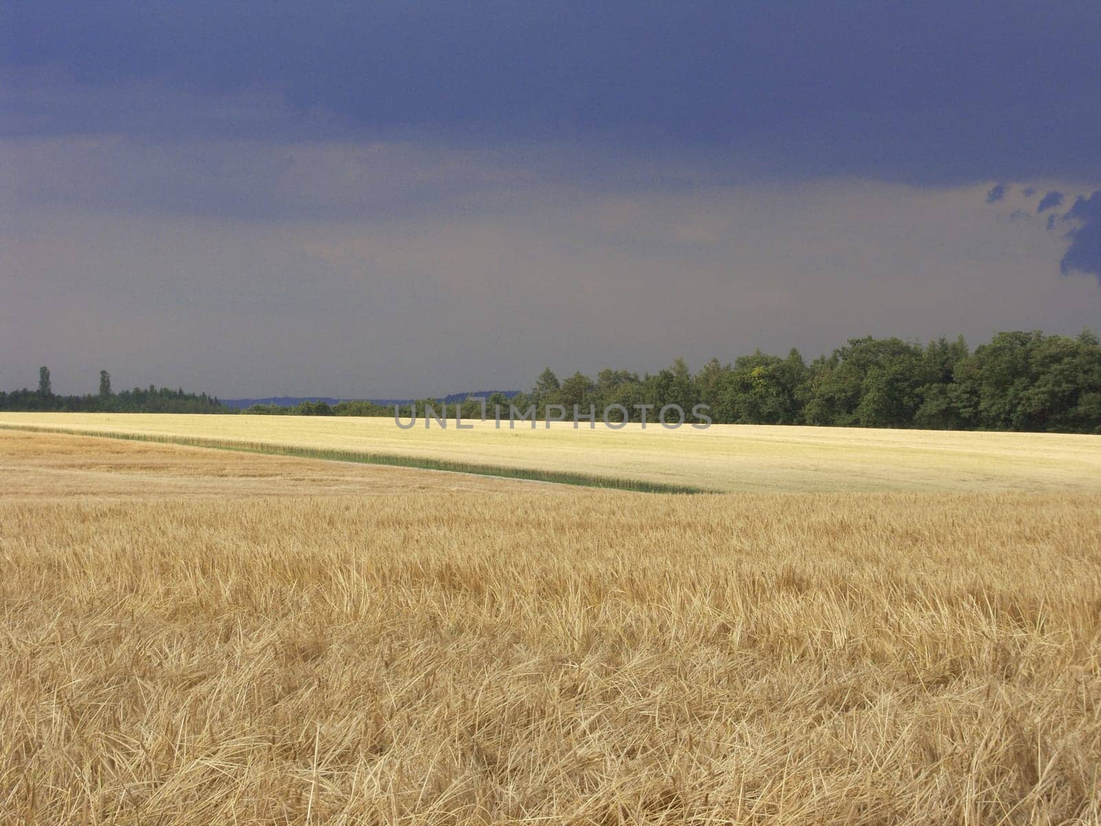 Field before the rain