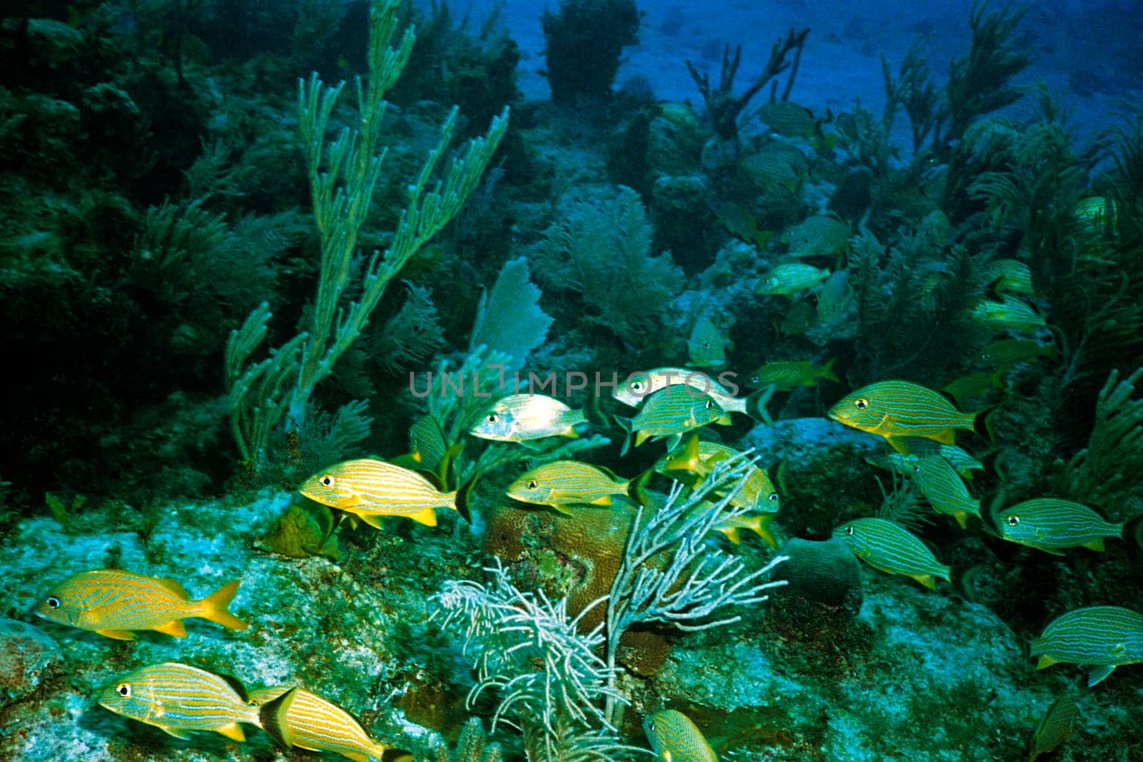 Cayo Largo/Largo