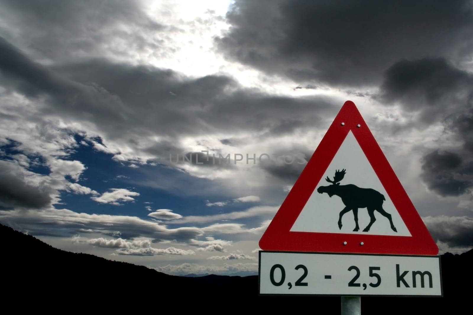 Attention moose