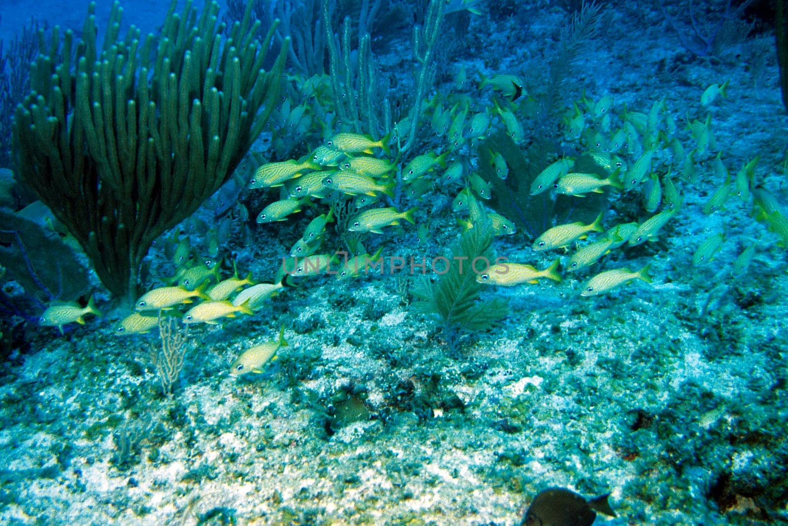 Cayo Largo/Cuba