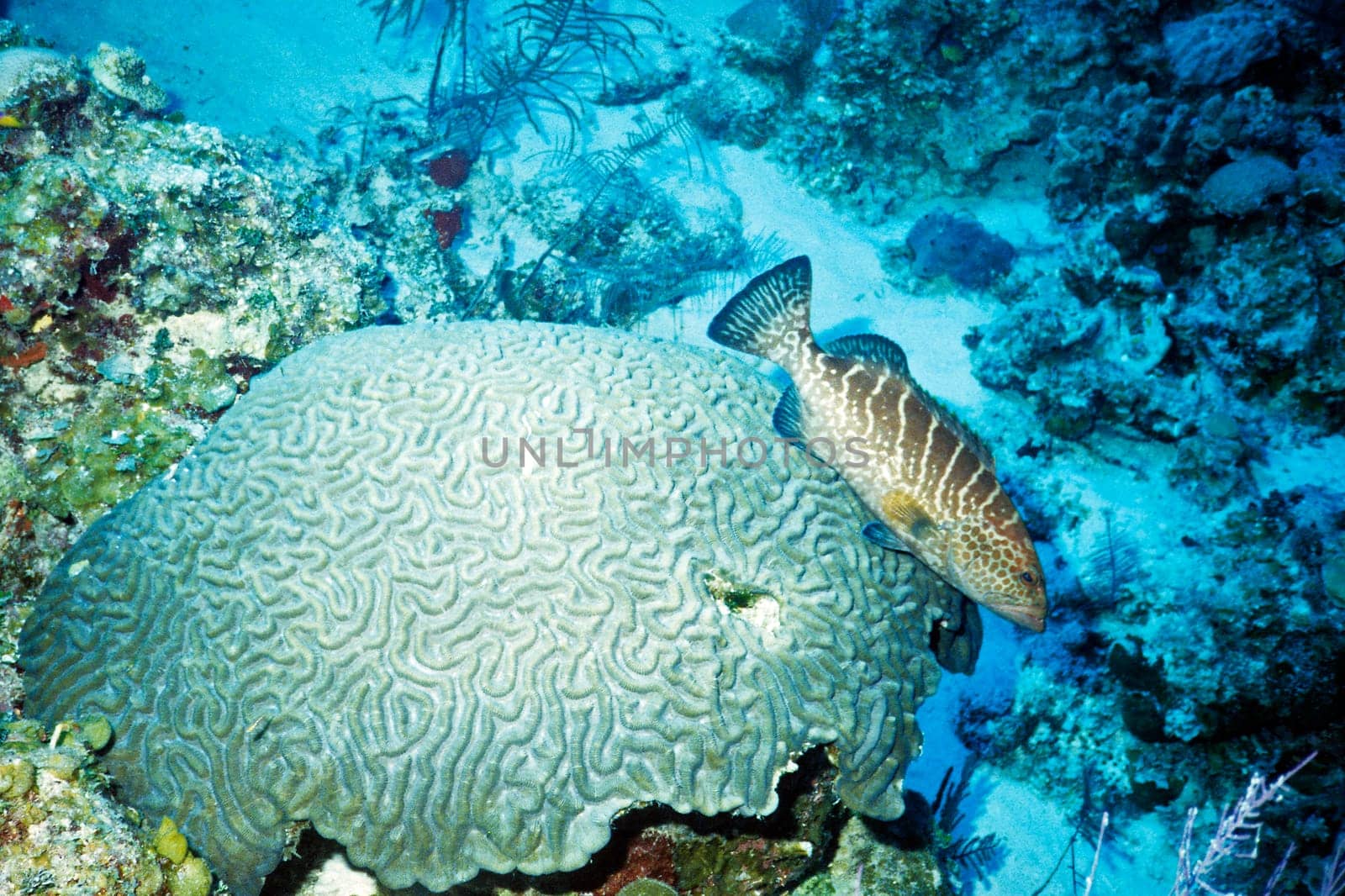 Tiger grouper in front of brain coral