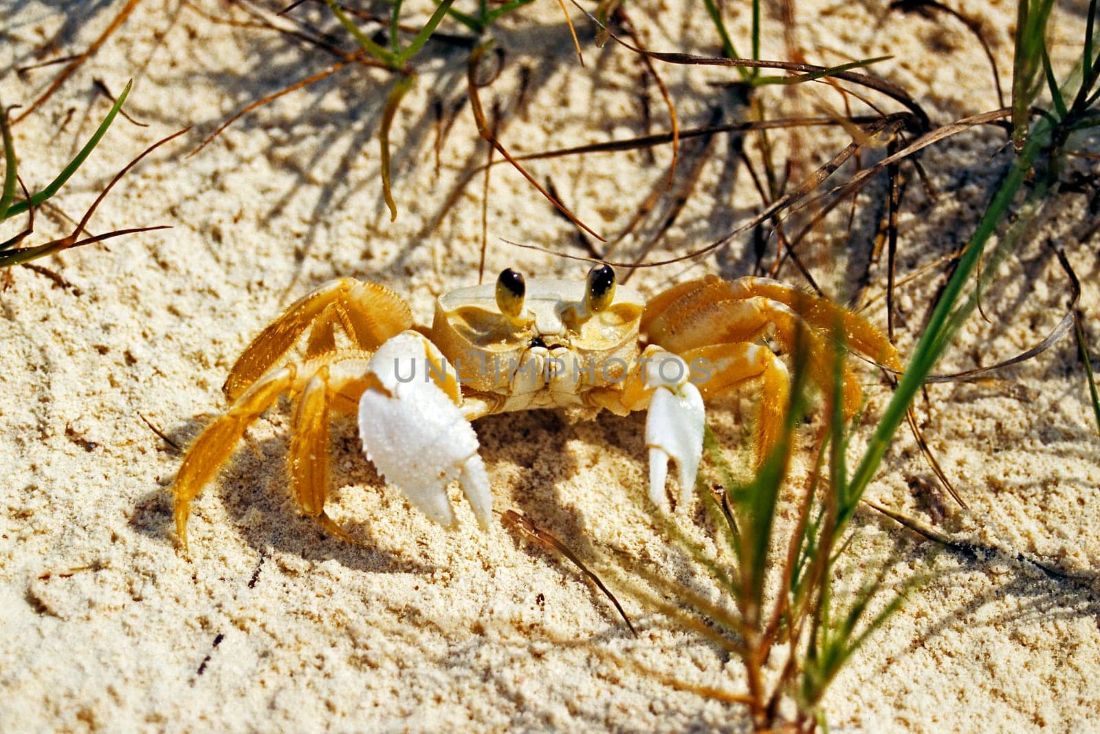Cayo Largo/Cuba
