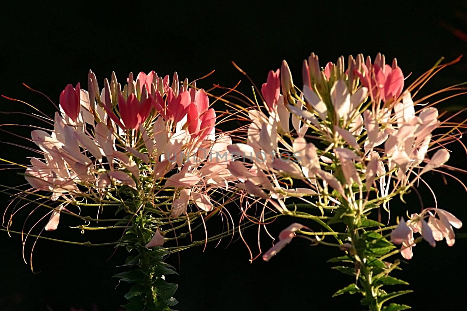 Taken in Bathurst,Country New South Wales February 2003 in the last light just before sunset