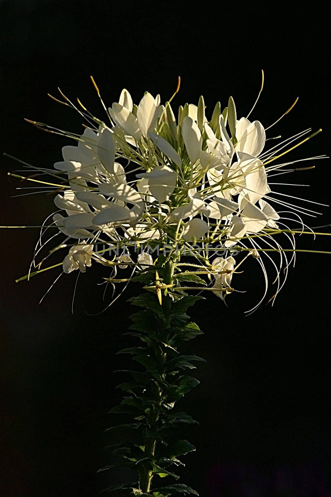 Taken in Bathurst,Country New South Wales,February 2003 in the last light just before sunset