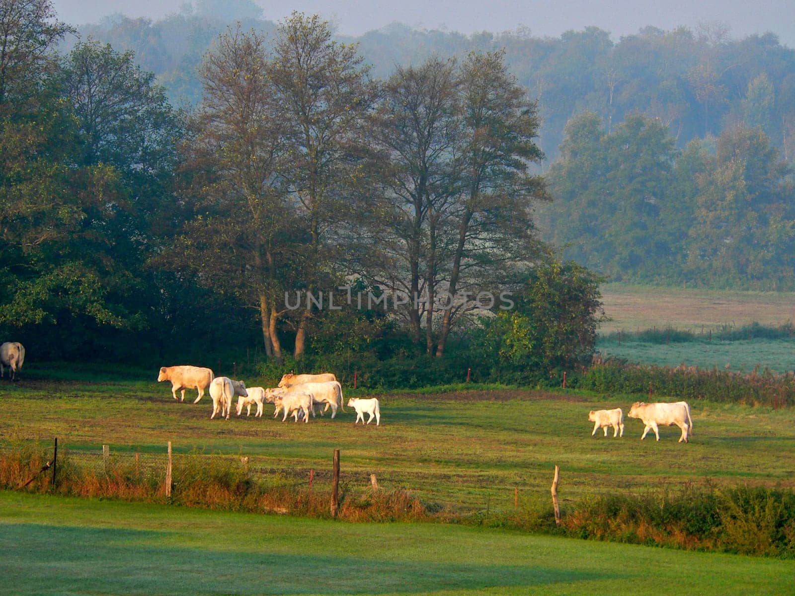 Meadow idyll