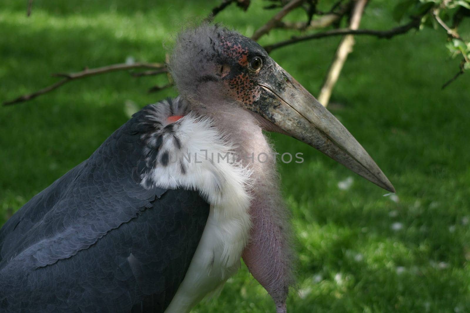 Marabu Portrait