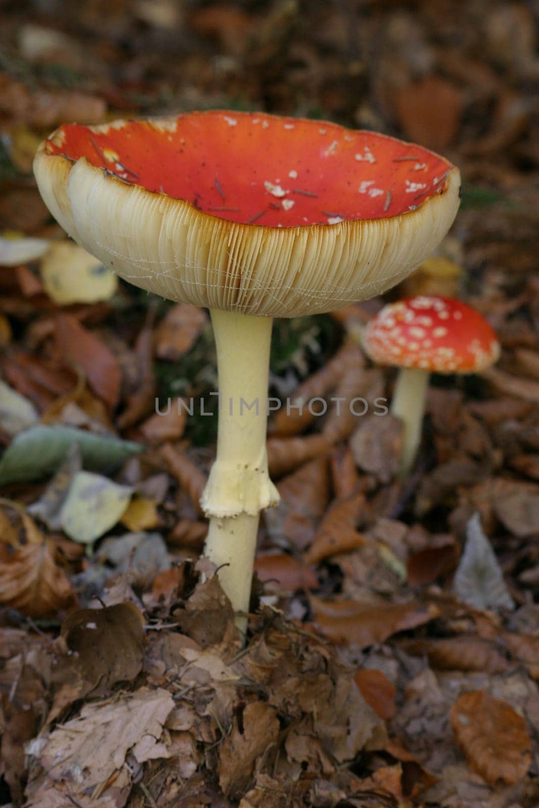 Toadstools