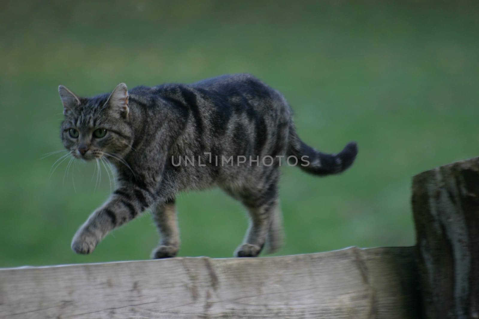 Yard cat