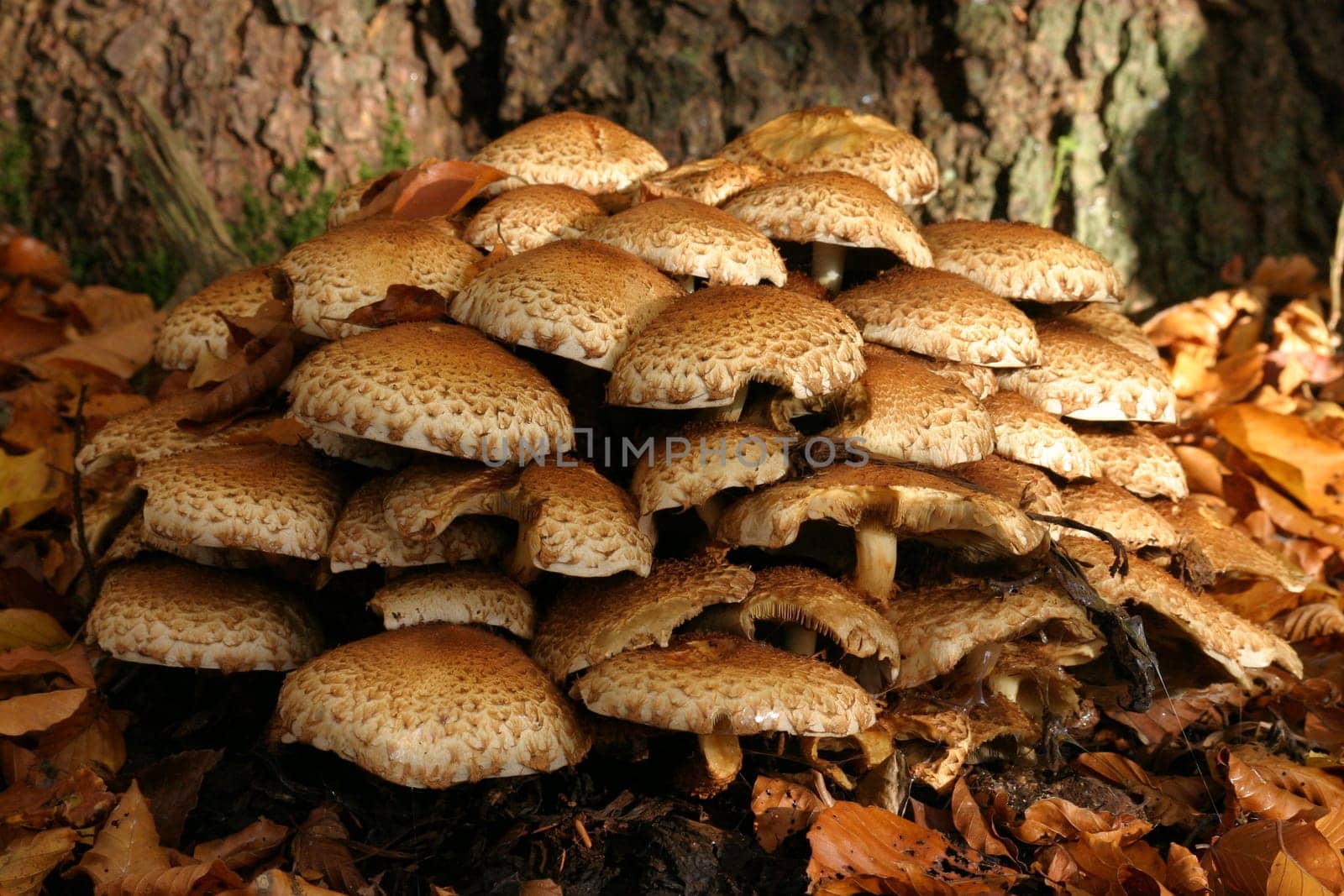 Mushrooms,mushrooms,mushrooms