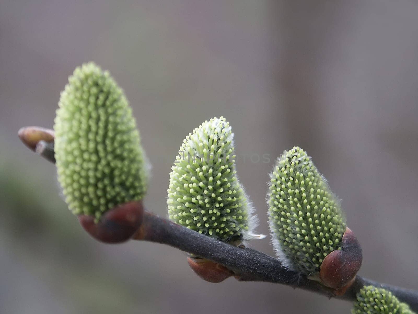 Goat willow