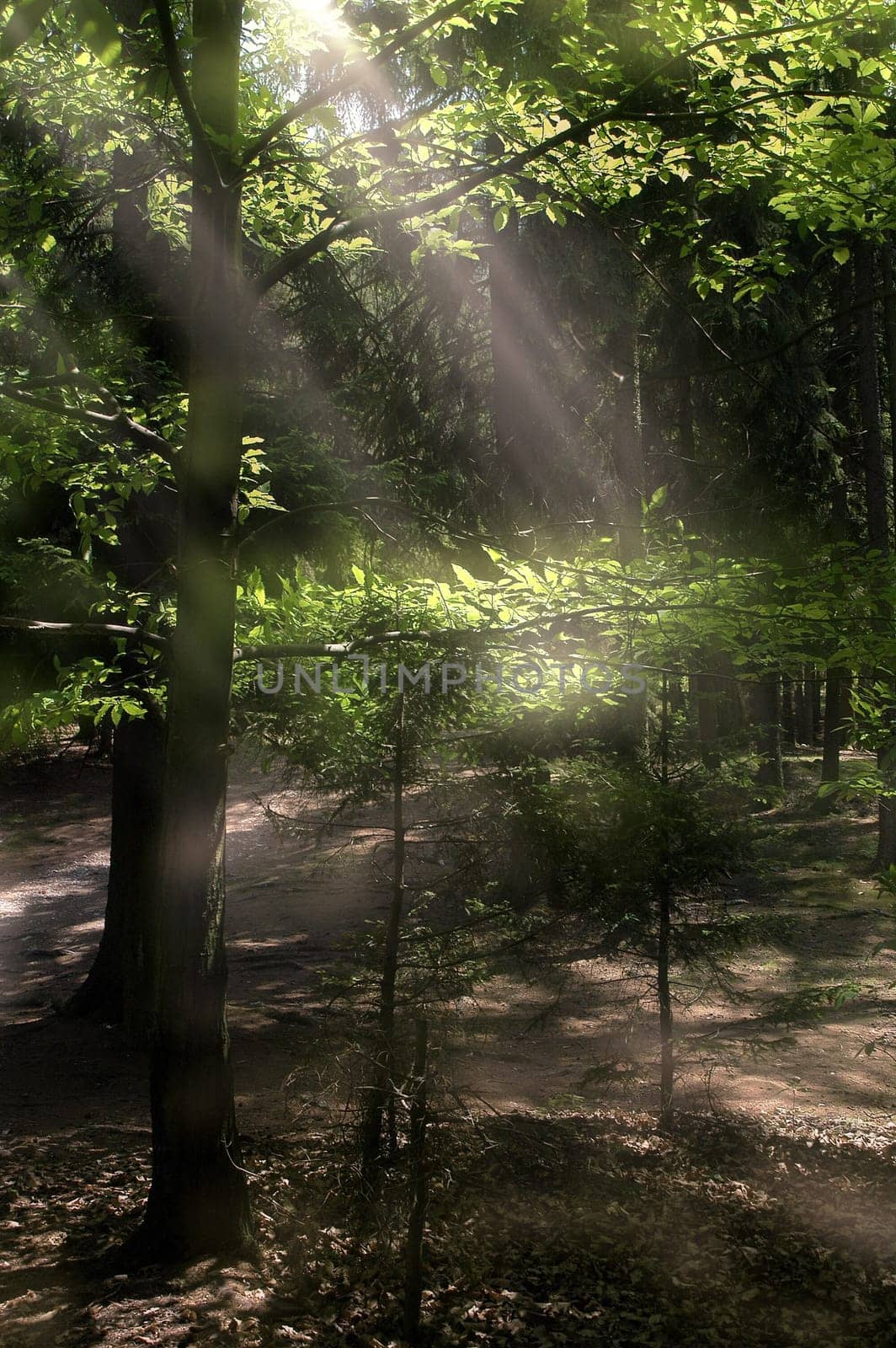 forest without cake without mushrooms without gras without aegeria