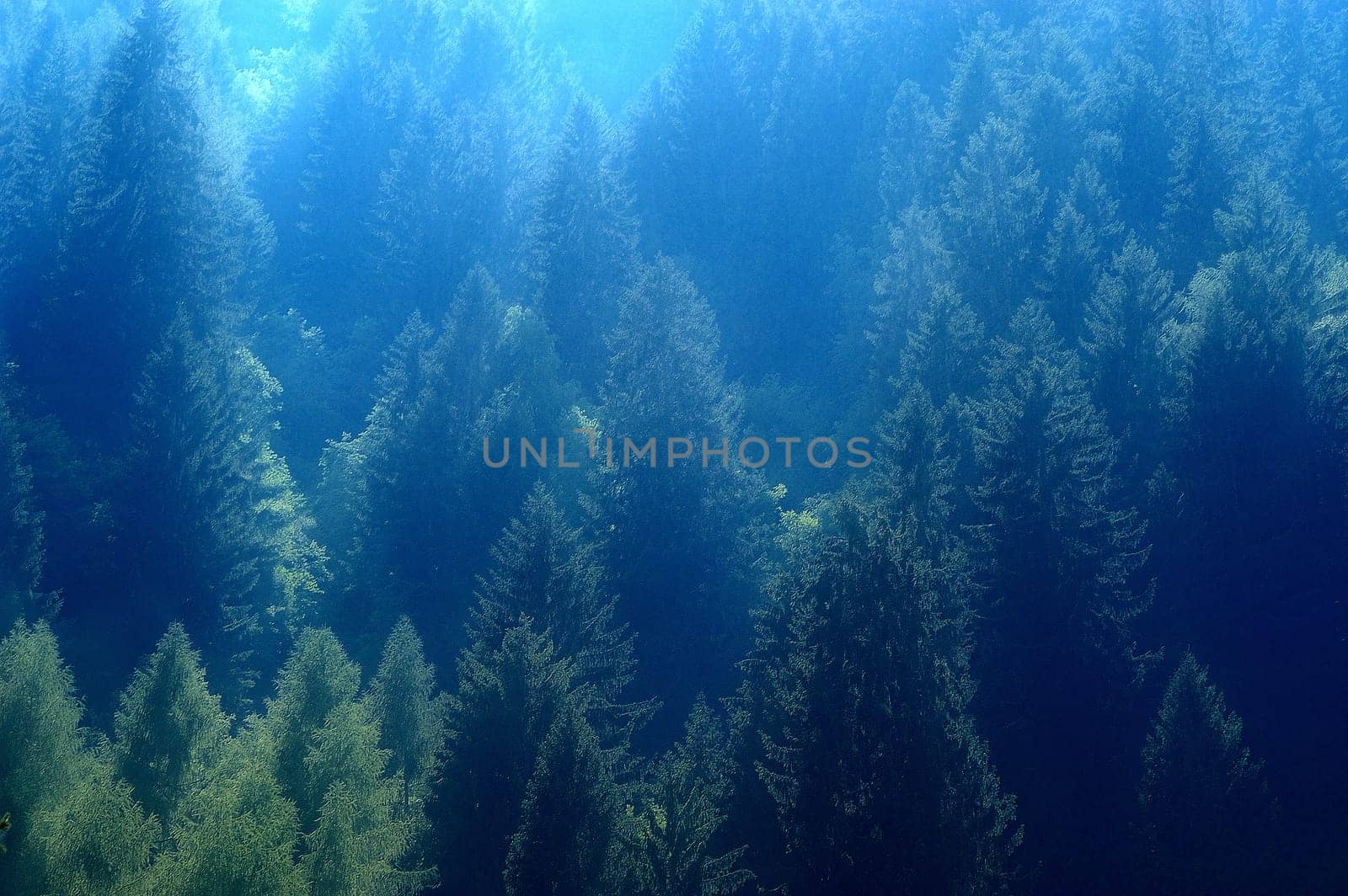 forest without cake without mushrooms without gras without aegeria