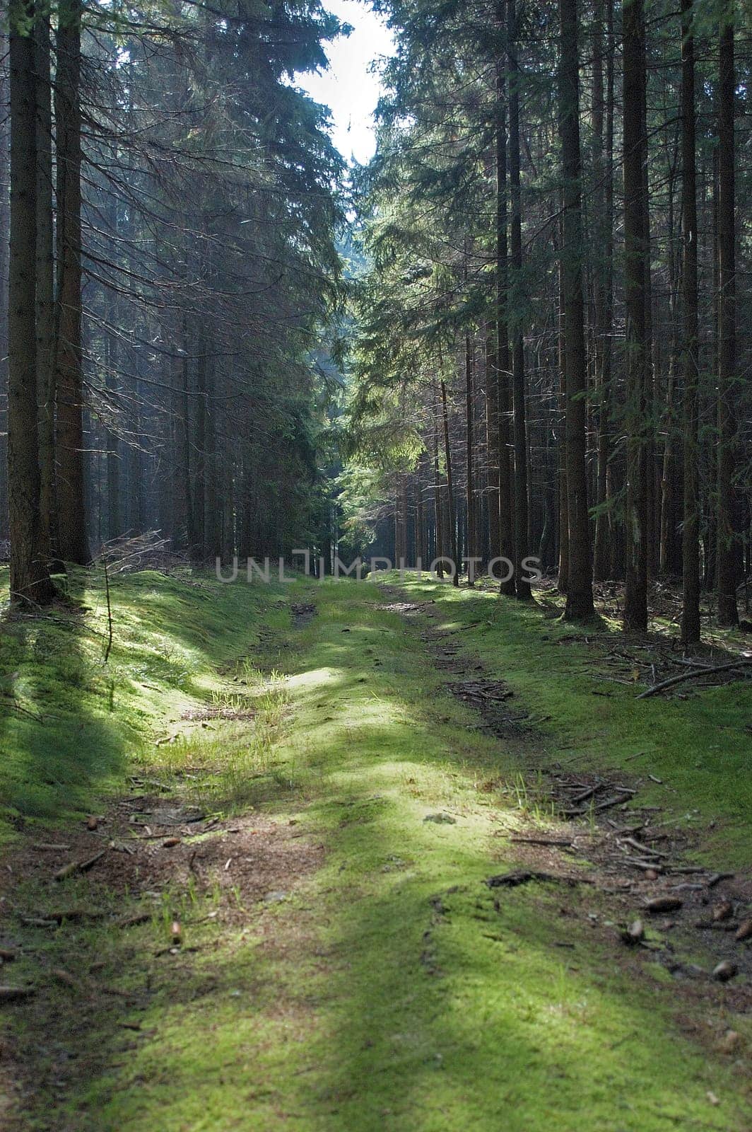 forest without cake without mushrooms without gras without aegeria
