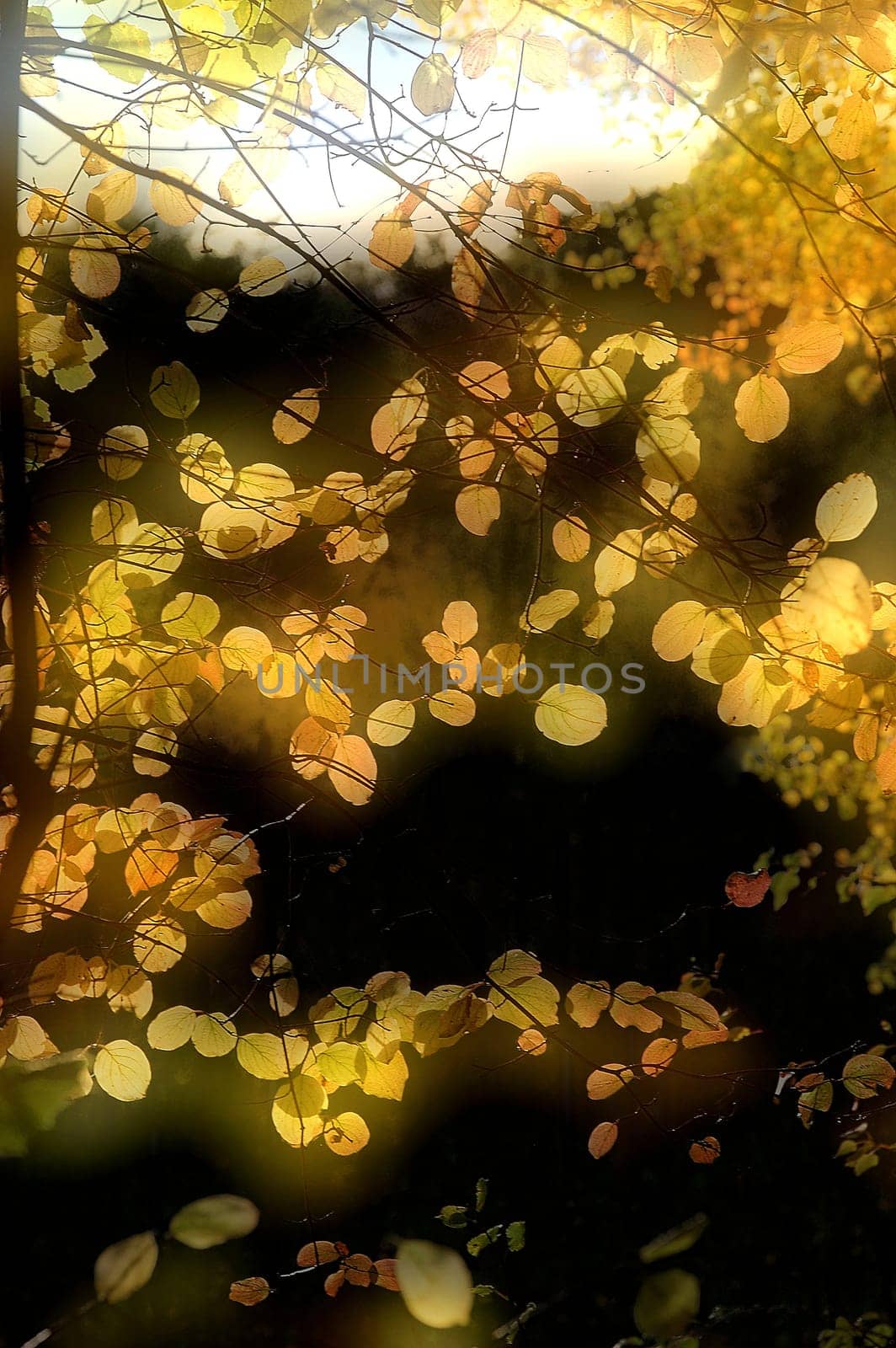 (Fall foliage) or (fall leaves) or (autumn leaves)