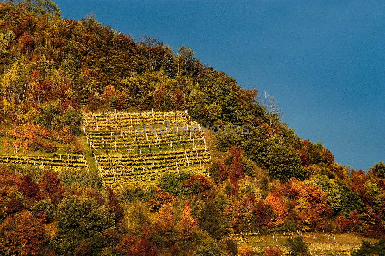 Vineyard