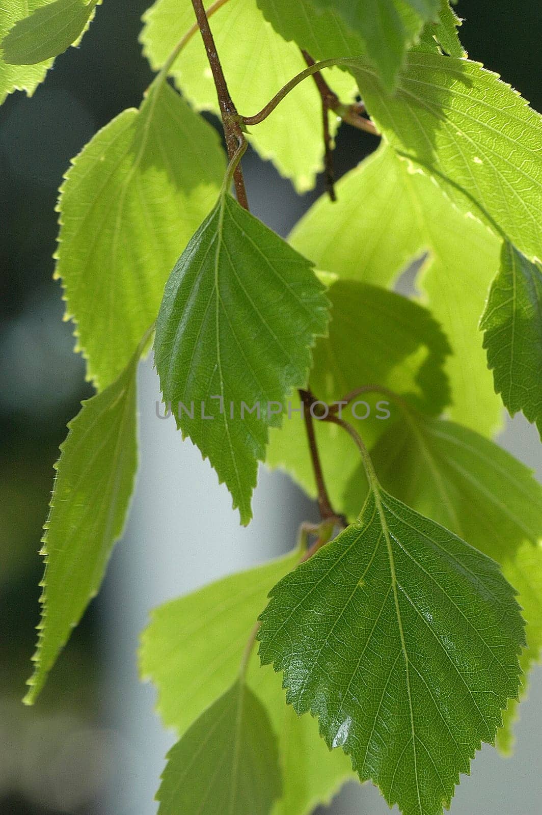 Birch leaves