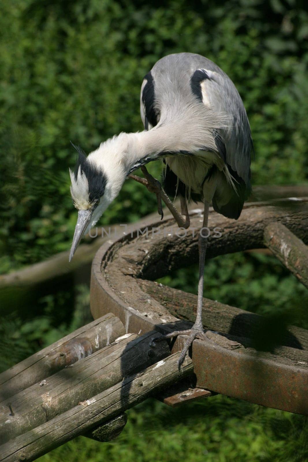 Grey heron