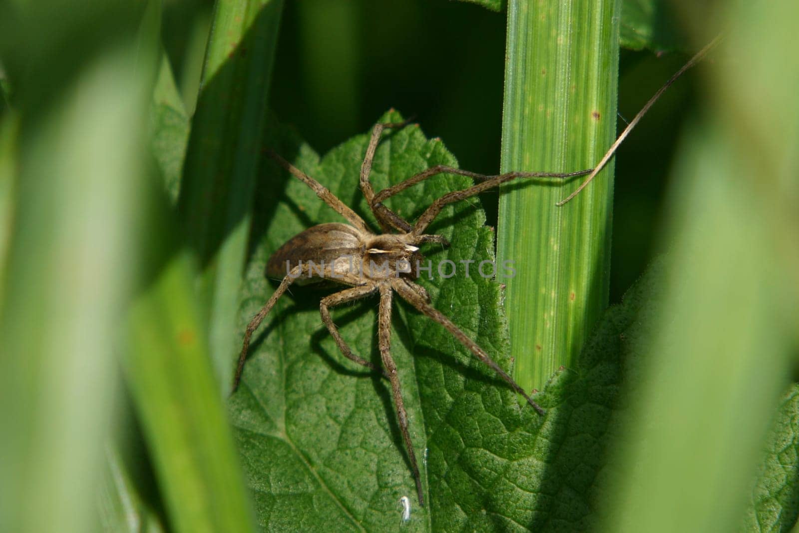 Nursery web spider