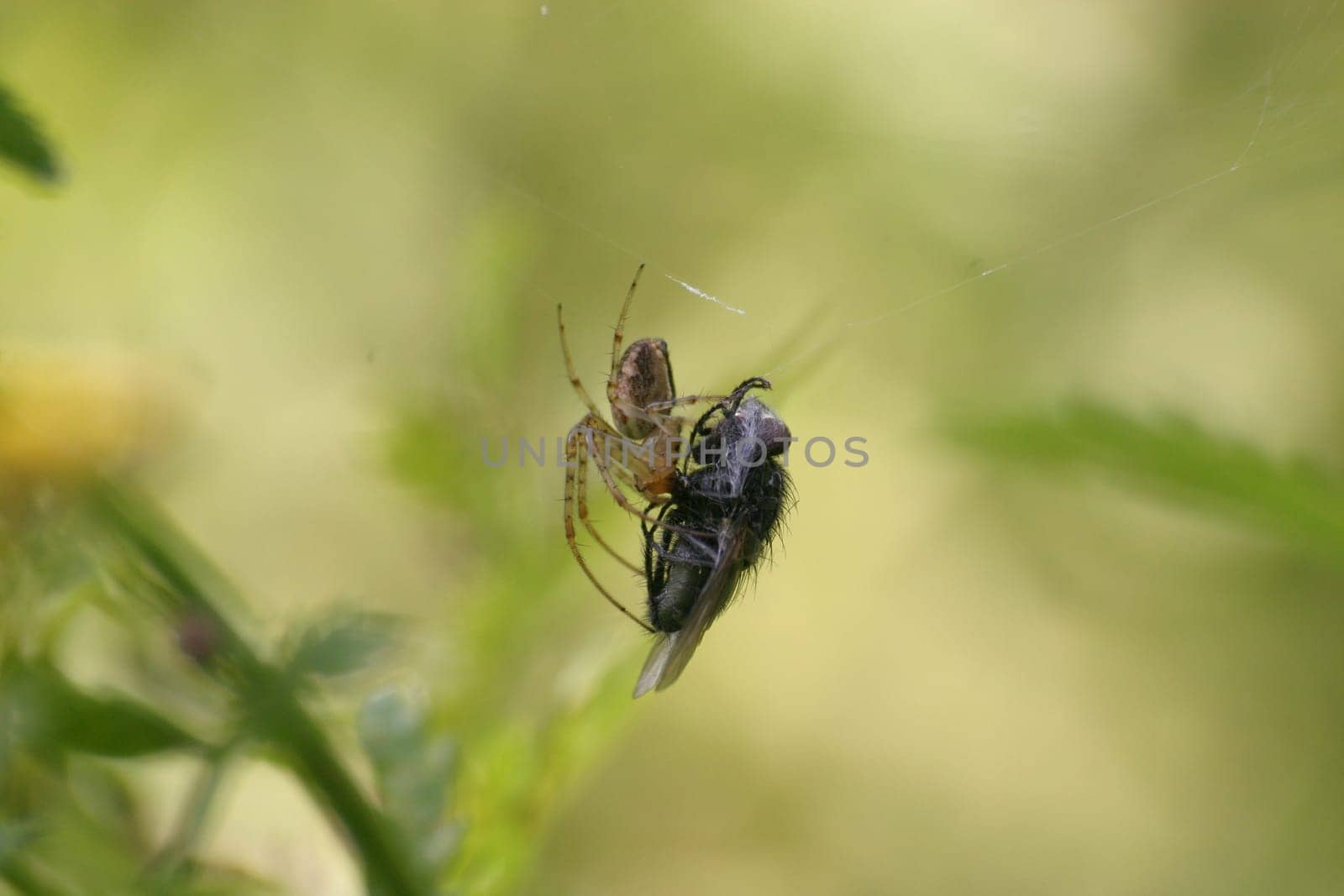 Autumn spider with captured fly (Metellina segmentata)