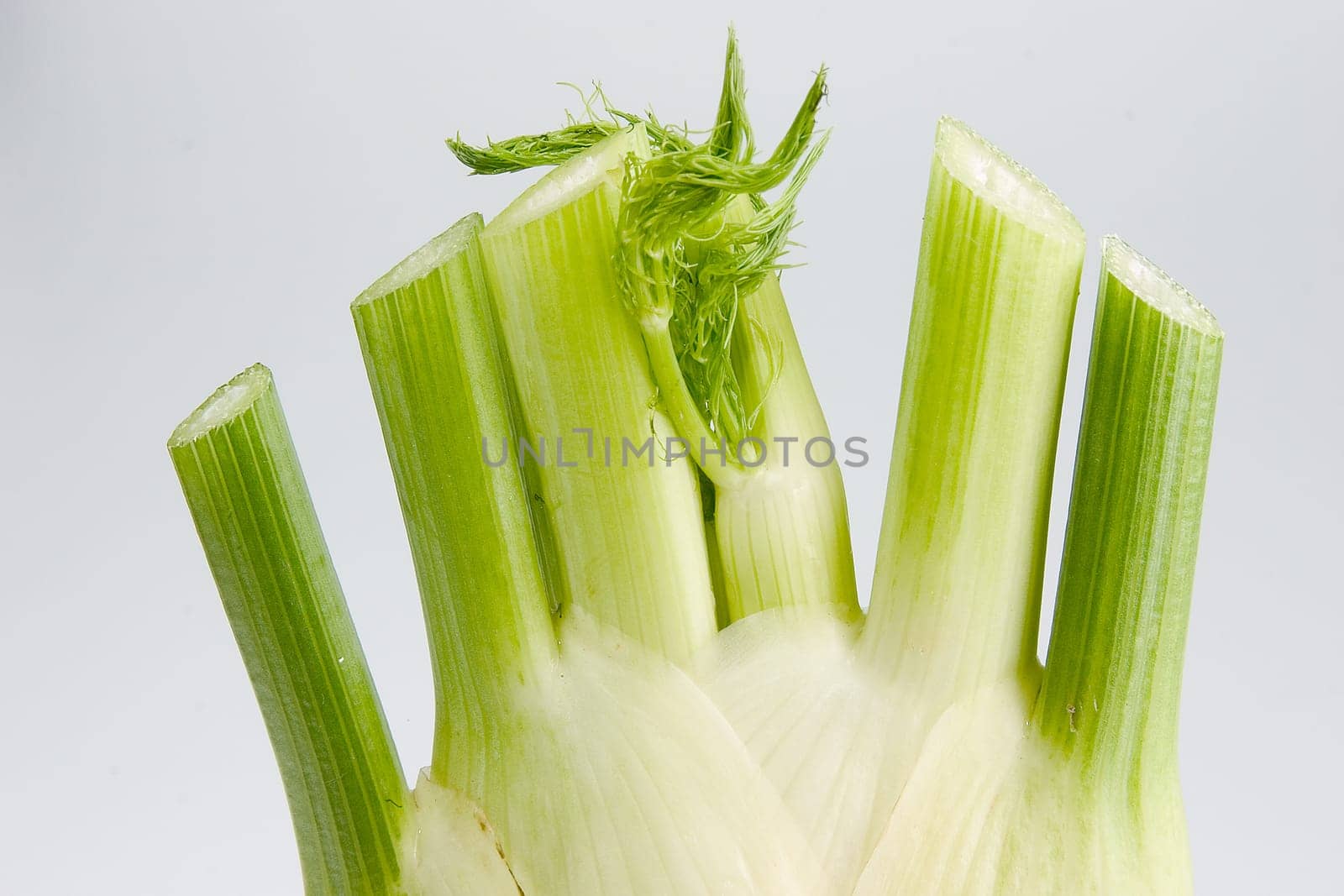 Fennel 03