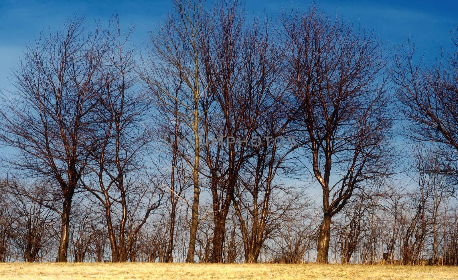 Grove of trees