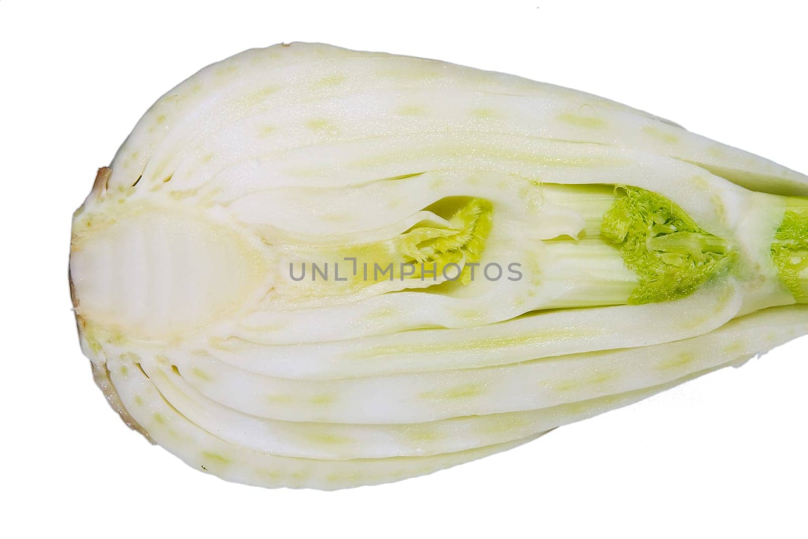 Fennel 06