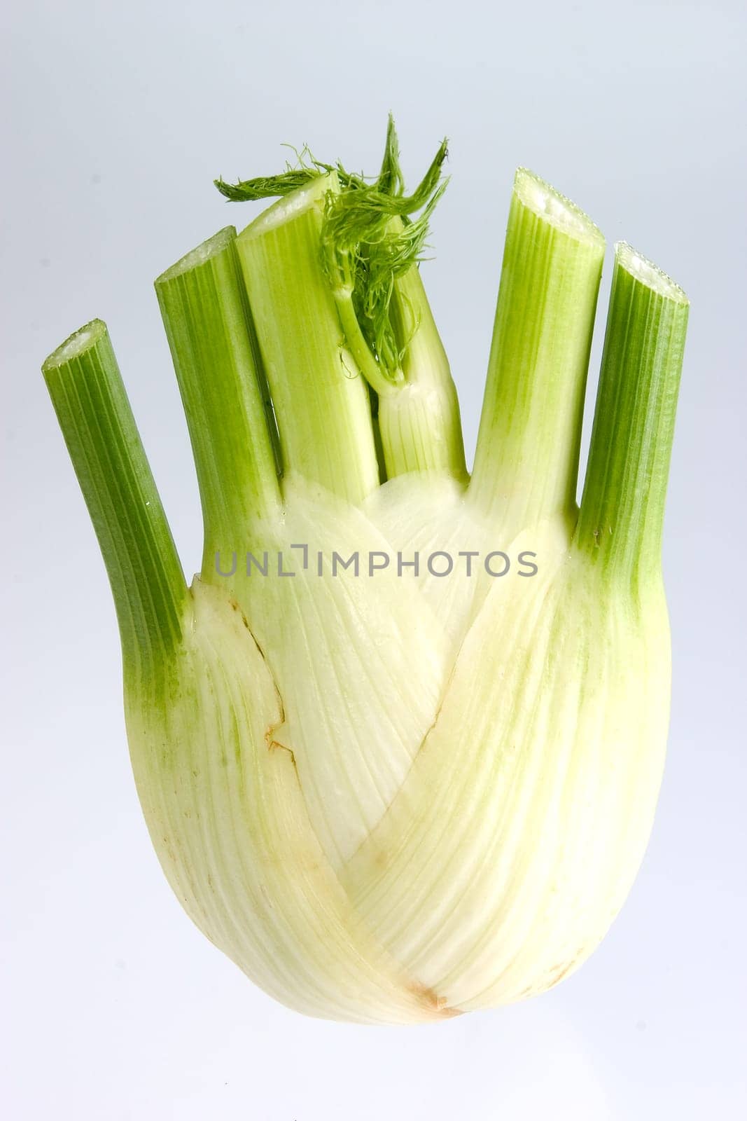 Fennel 01