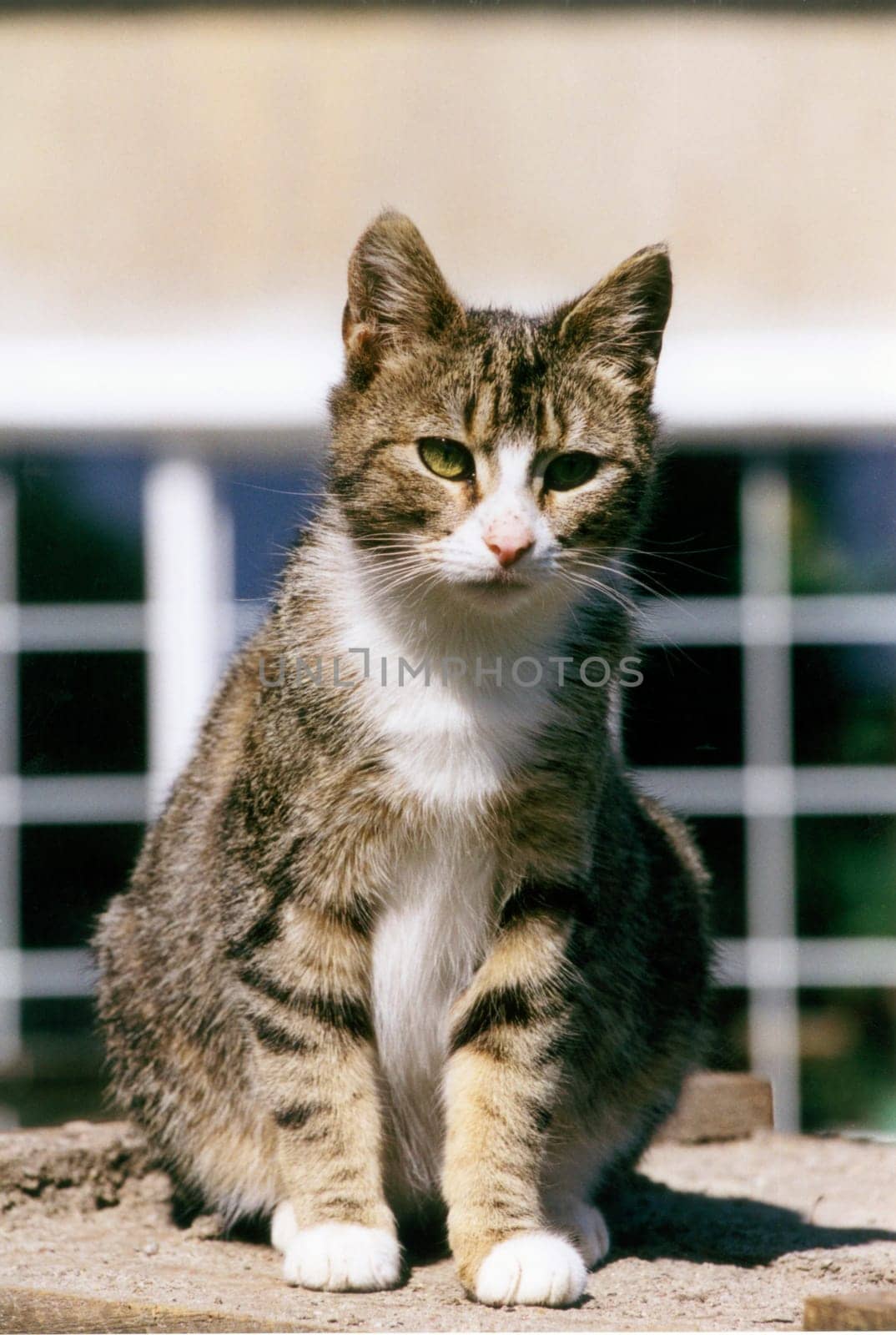 Cat01
