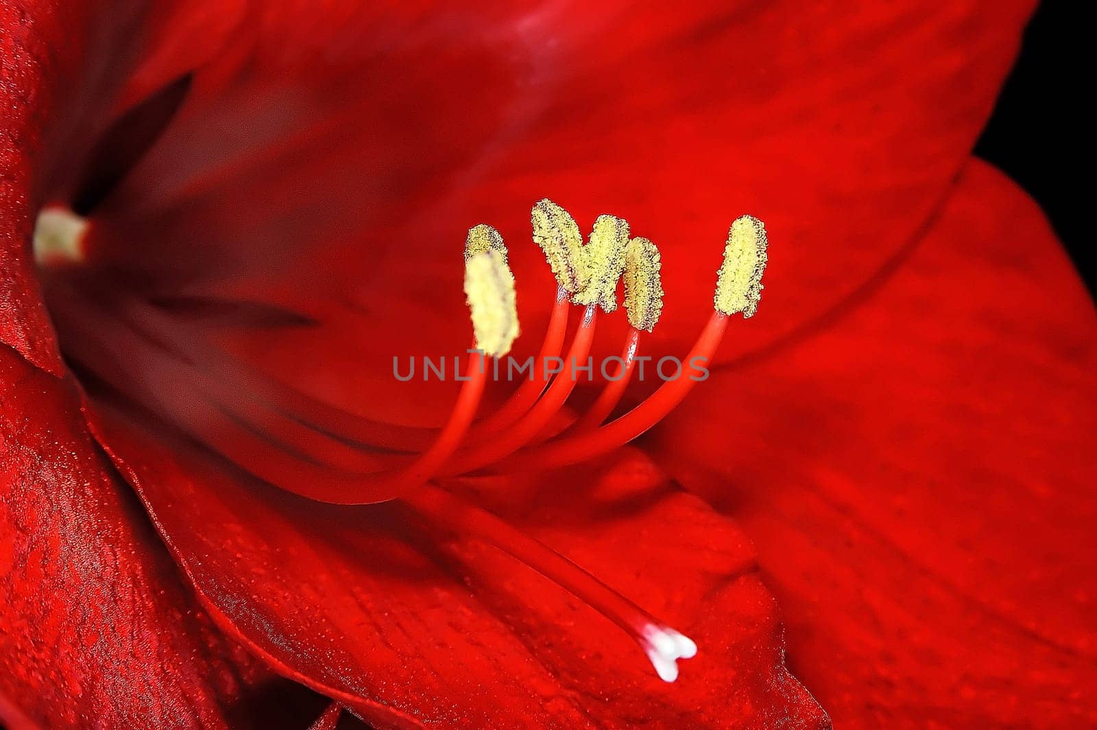 Amaryllis