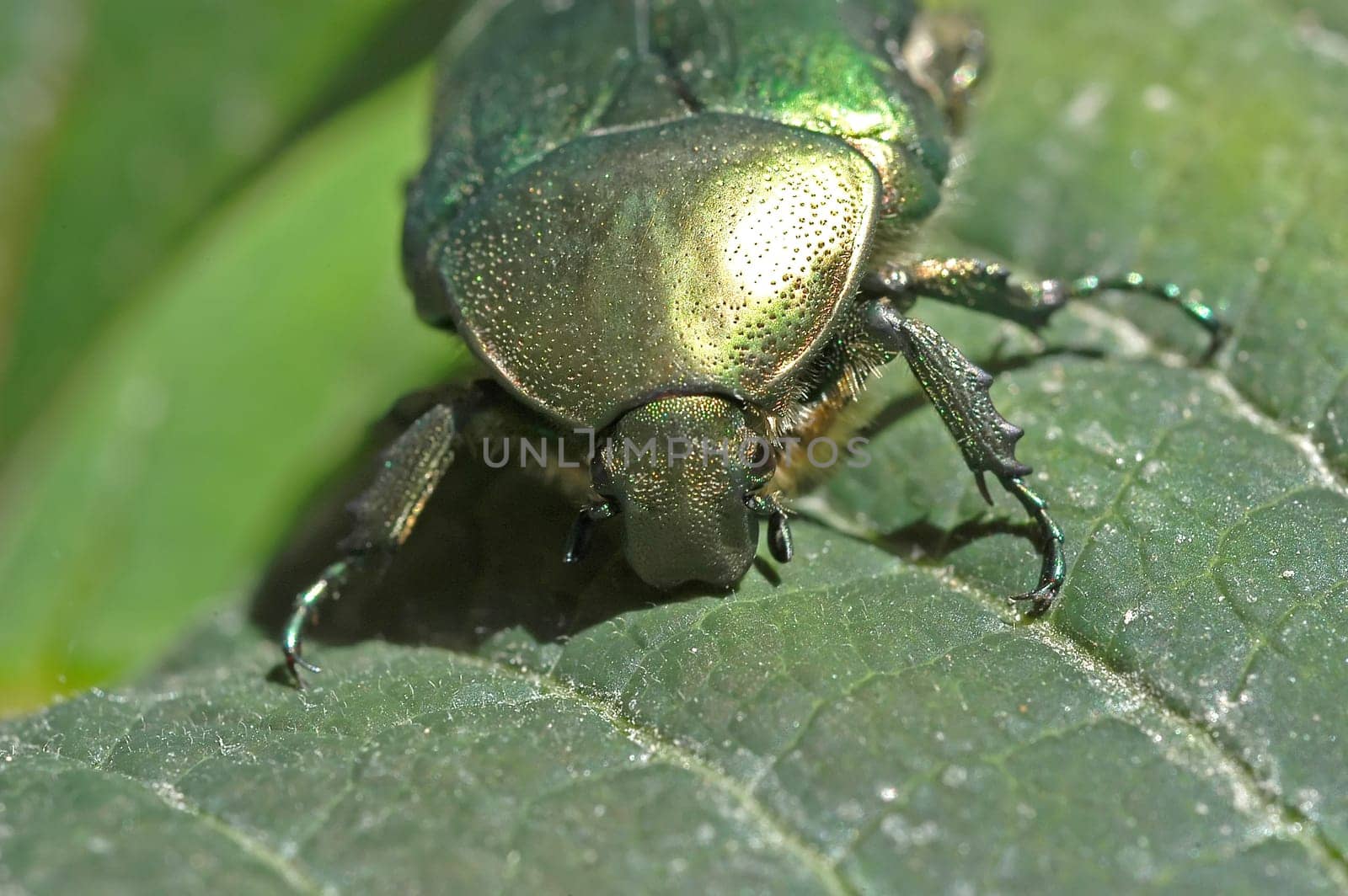 Beetle