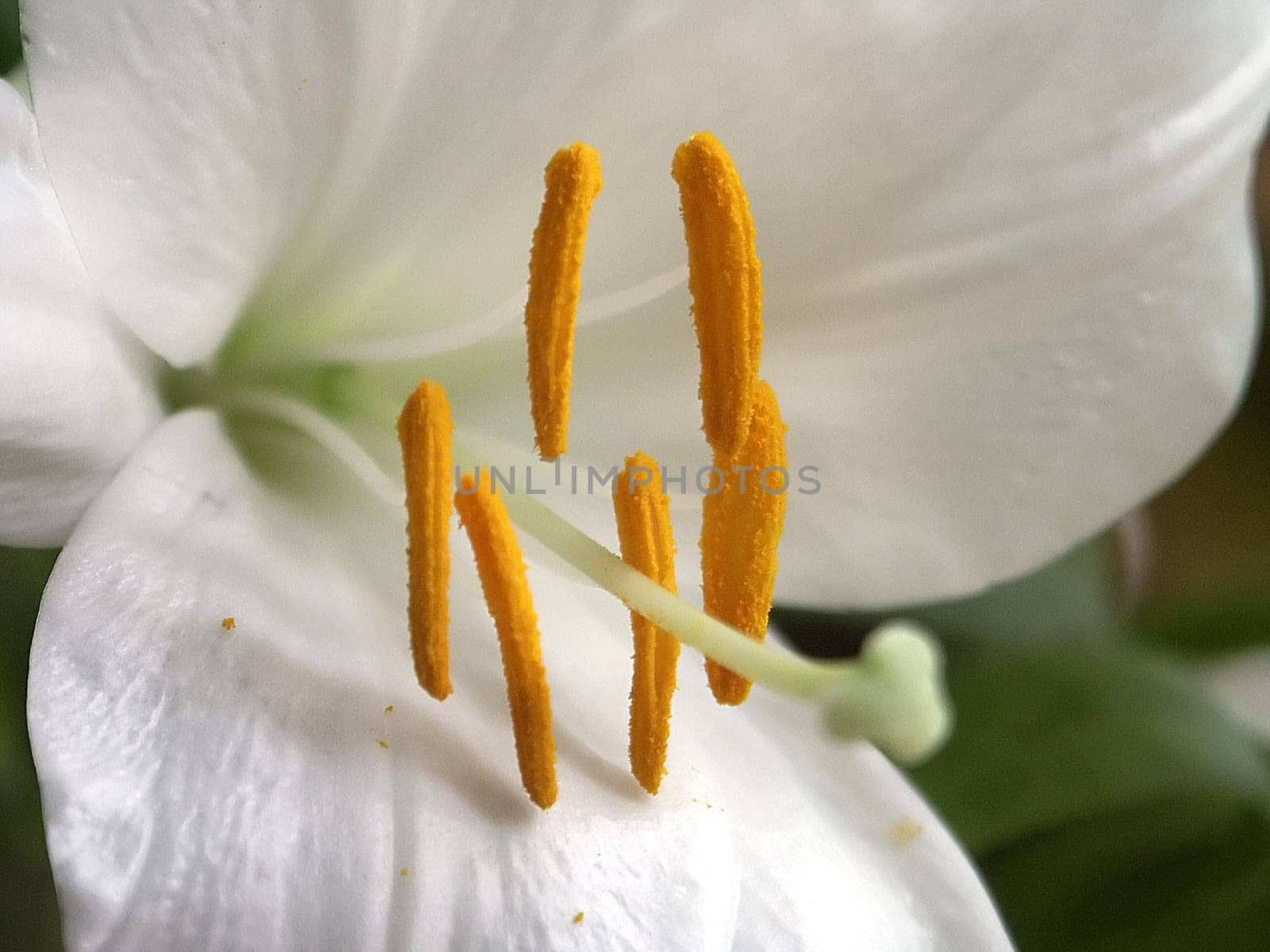 Pollen