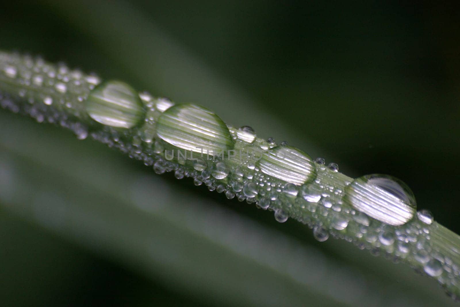 Drops of water on blade of grass