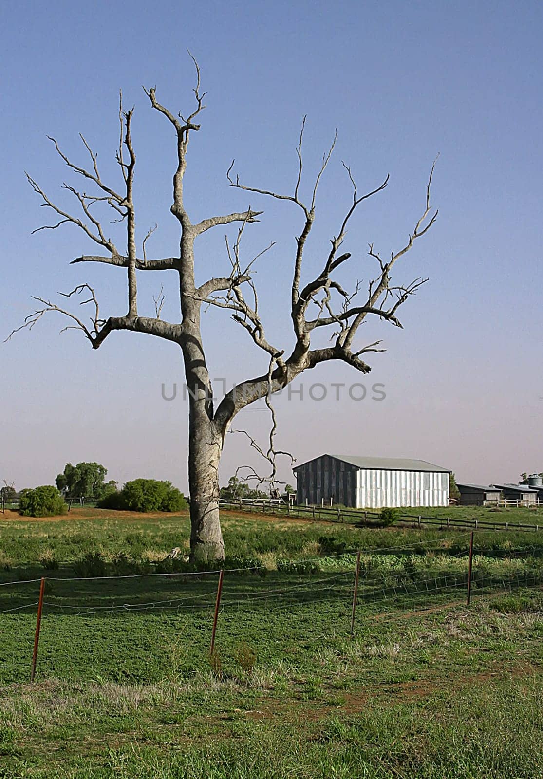 Recorded near Dubbo,Country NSW in early March 2003 For me,such dead trees are a landmark of Australia!
