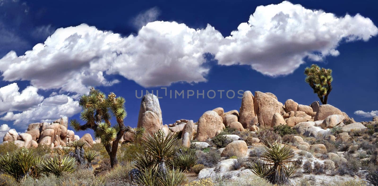 Joshua tree