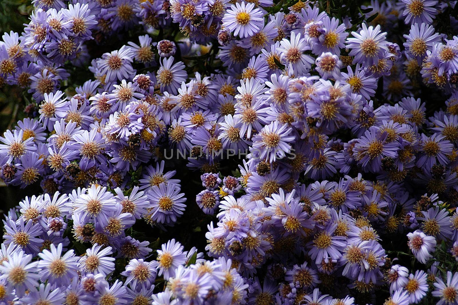 Asters