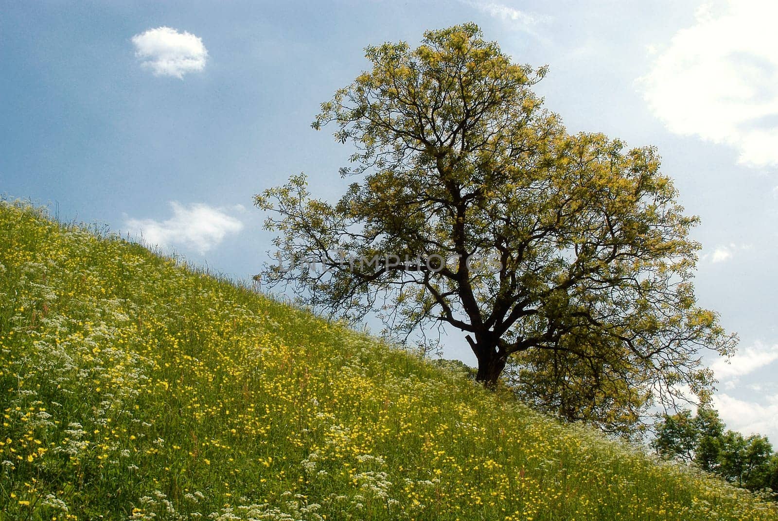 Upland meadow