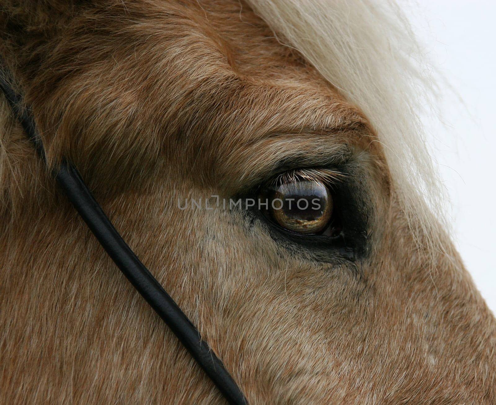 The Icelander had eyes