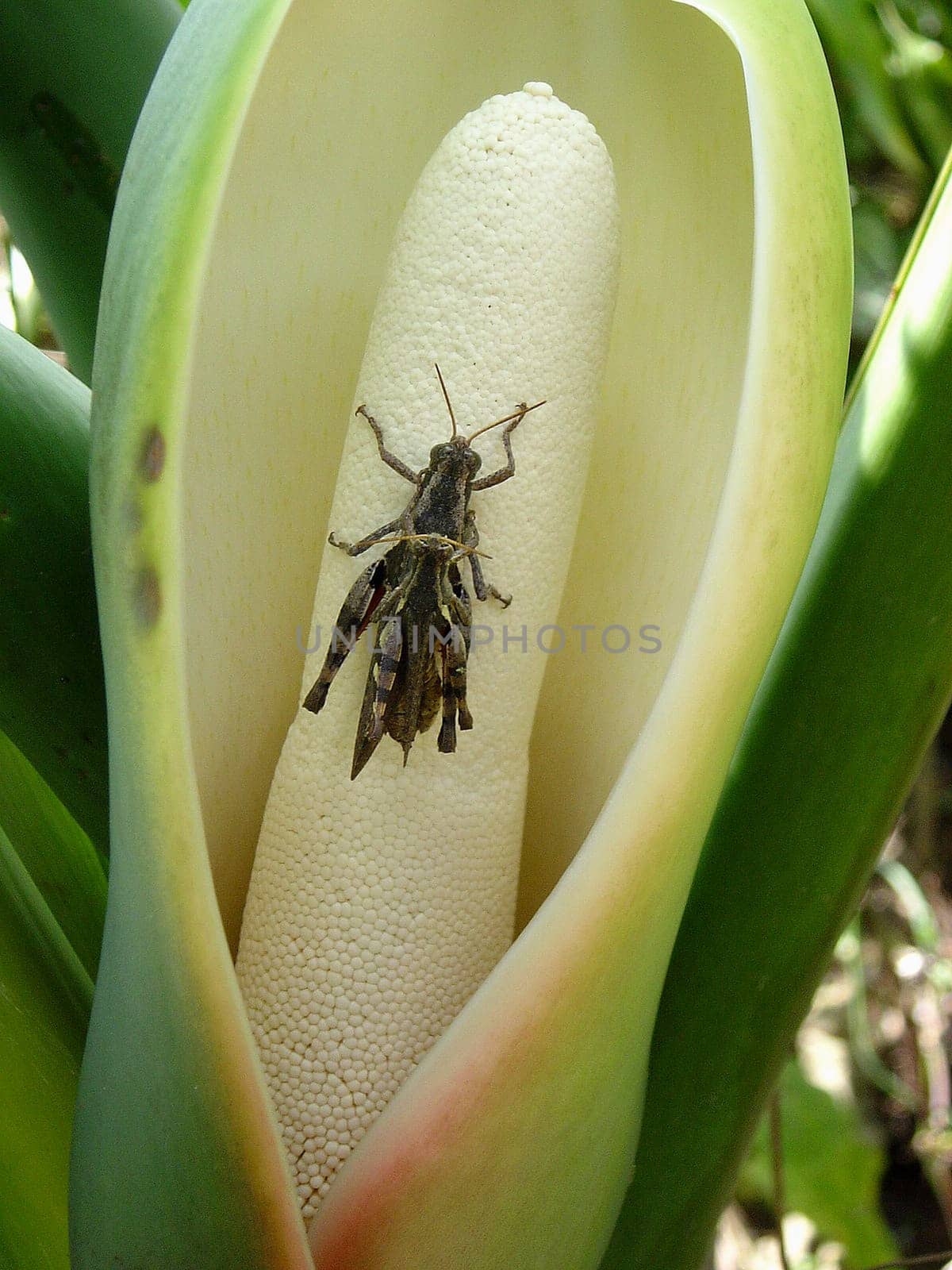 Arum plant (Arum spec.) with beetle,poisonous