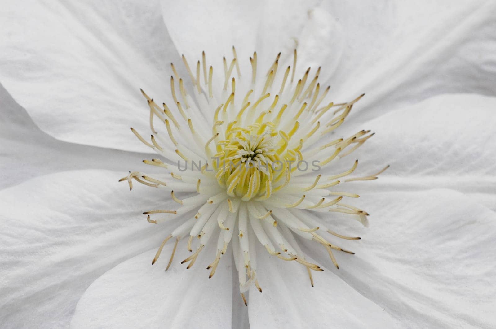 Clematis flower