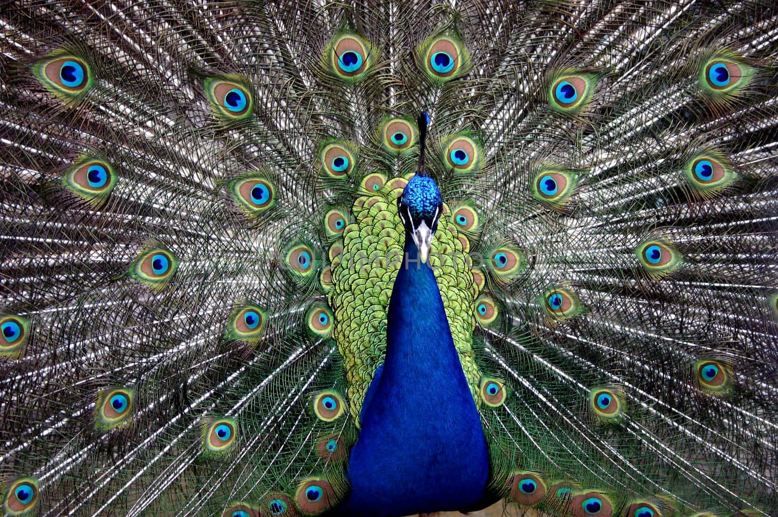 Blue peacock