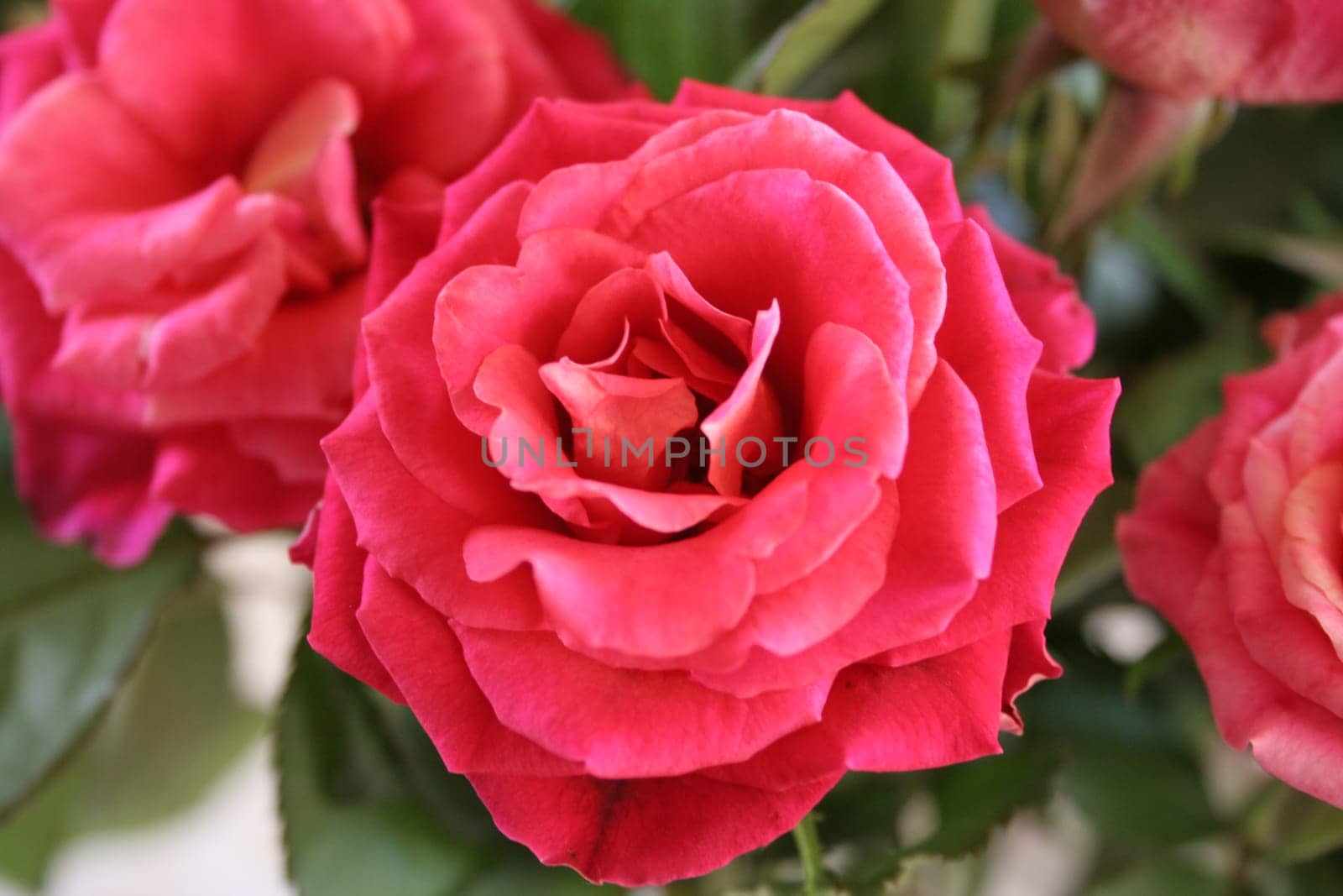 rose without hip without rosehip