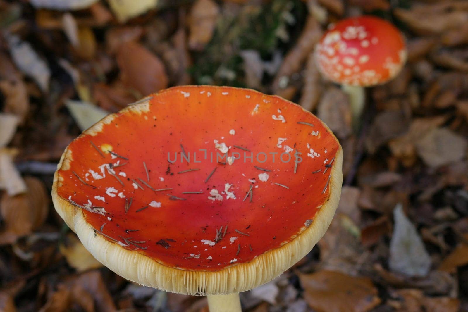 Toadstools