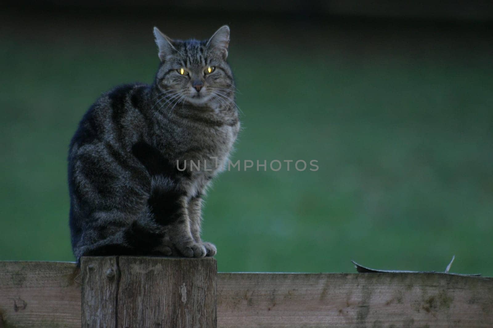 No "EBV trickery"" - just a fill-in flash!"