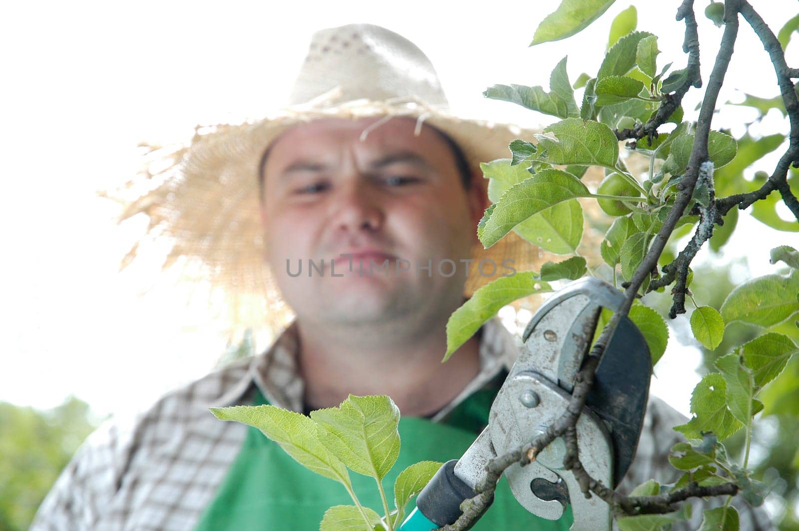 Tree care