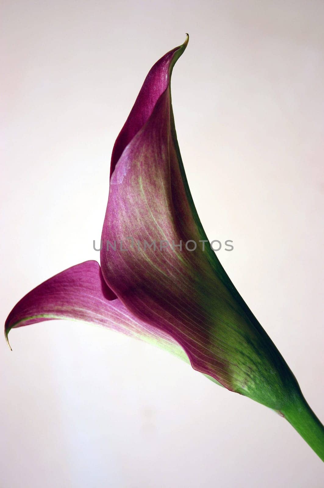 Calla 1