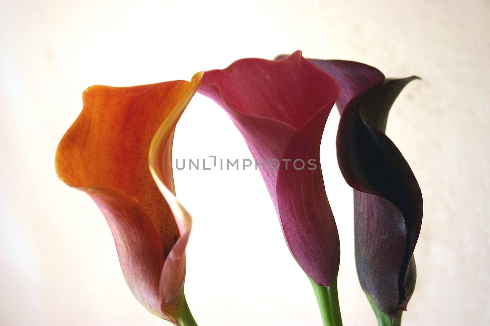 Calla 4