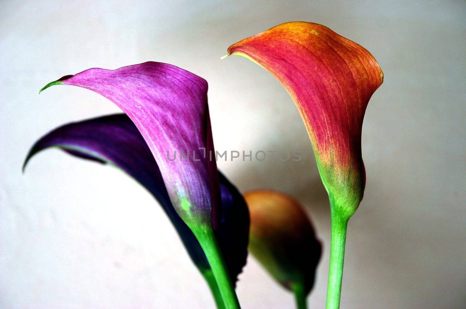 Calla 3