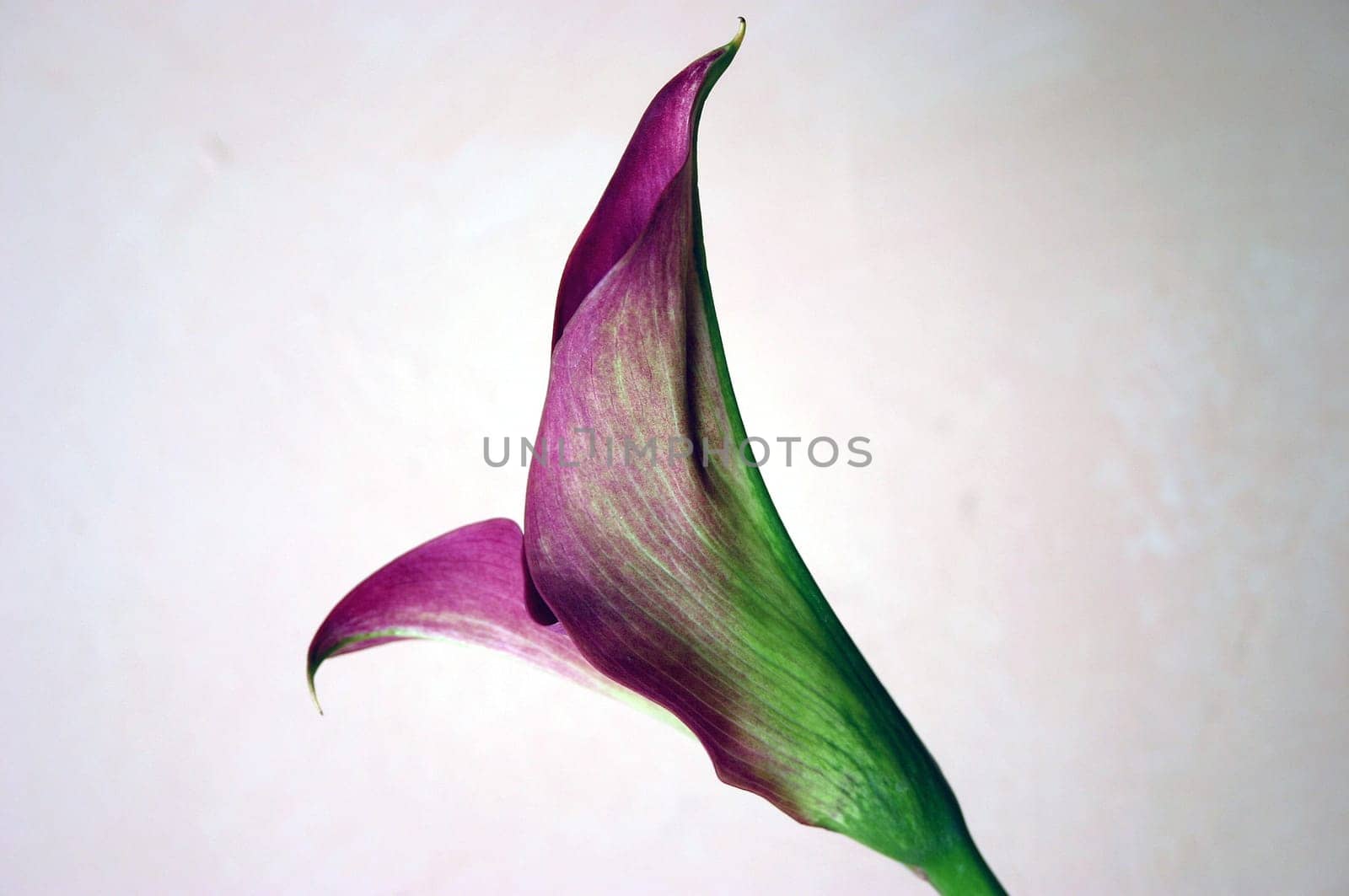 Calla 5